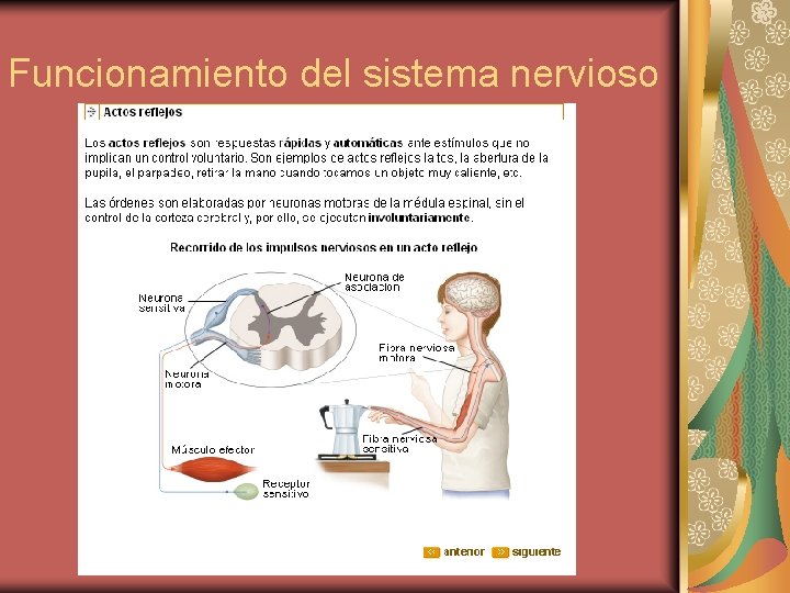 Funcionamiento del sistema nervioso 