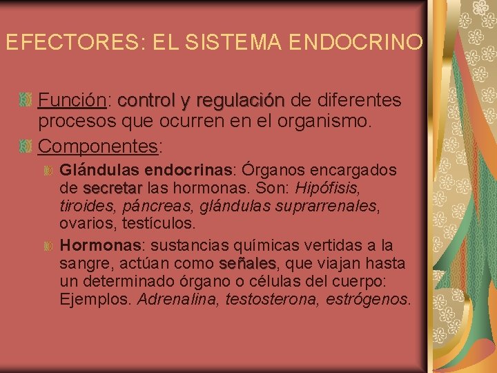 EFECTORES: EL SISTEMA ENDOCRINO Función: control y regulación de diferentes procesos que ocurren en