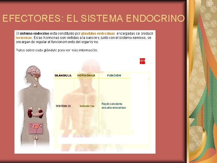 EFECTORES: EL SISTEMA ENDOCRINO 