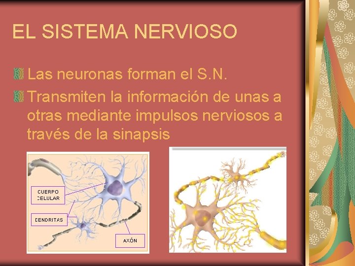 EL SISTEMA NERVIOSO Las neuronas forman el S. N. Transmiten la información de unas