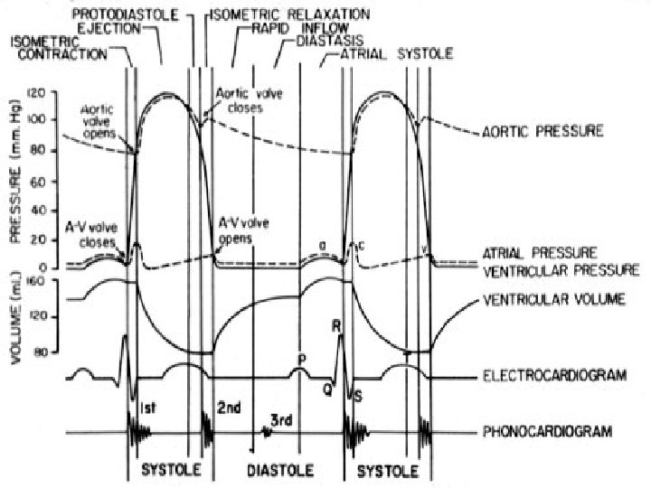 Heart sounds 