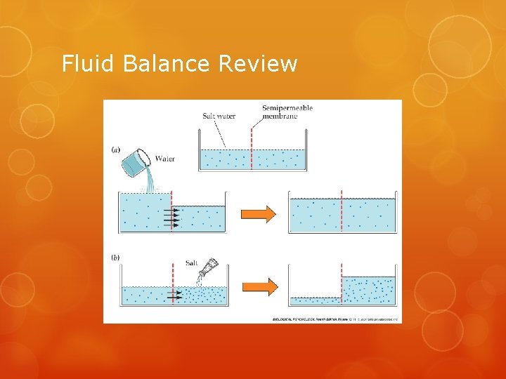Fluid Balance Review 