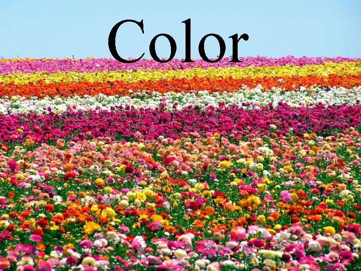 Color 