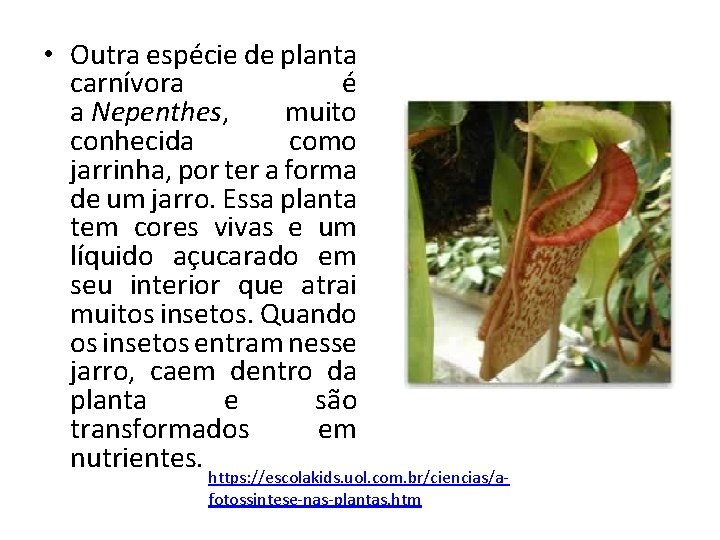  • Outra espécie de planta carnívora é a Nepenthes, muito conhecida como jarrinha,