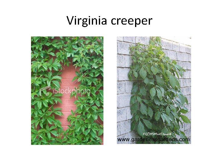 Virginia creeper 