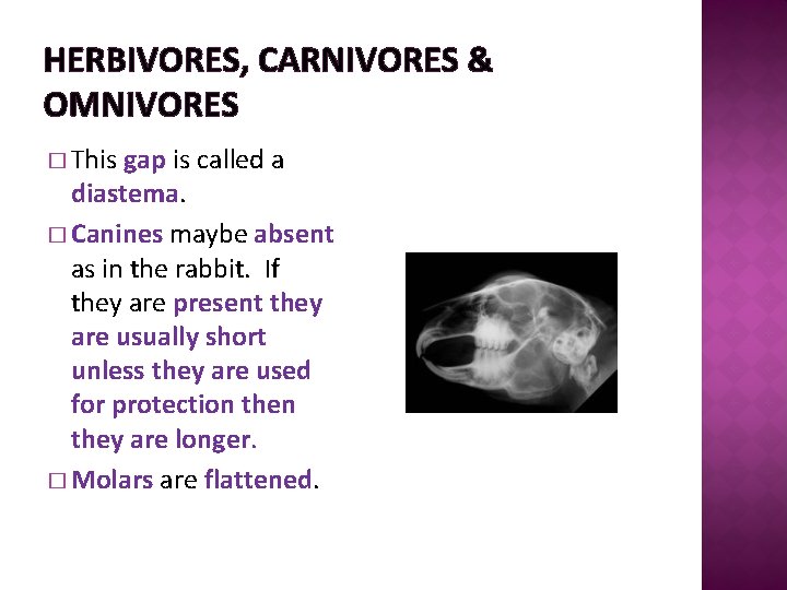 HERBIVORES, CARNIVORES & OMNIVORES � This gap is called a diastema. � Canines maybe