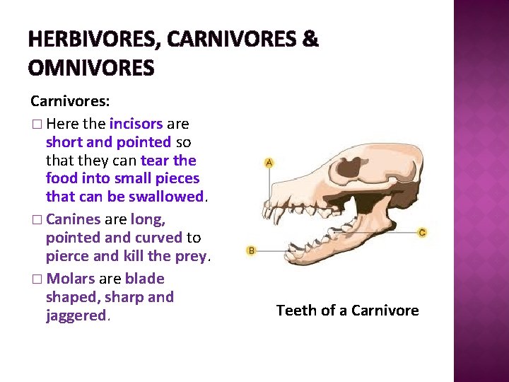 HERBIVORES, CARNIVORES & OMNIVORES Carnivores: � Here the incisors are short and pointed so