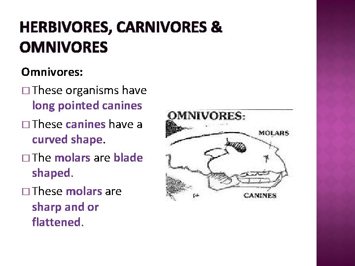 HERBIVORES, CARNIVORES & OMNIVORES Omnivores: � These organisms have long pointed canines � These