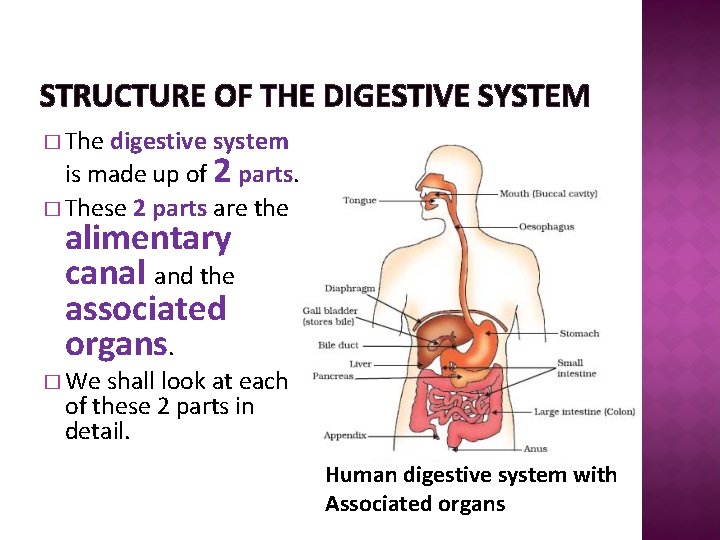 STRUCTURE OF THE DIGESTIVE SYSTEM � The digestive system is made up of 2