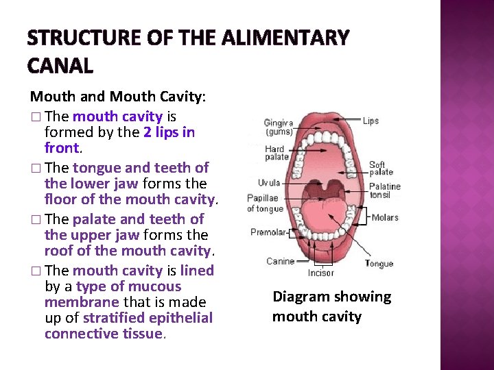 STRUCTURE OF THE ALIMENTARY CANAL Mouth and Mouth Cavity: � The mouth cavity is