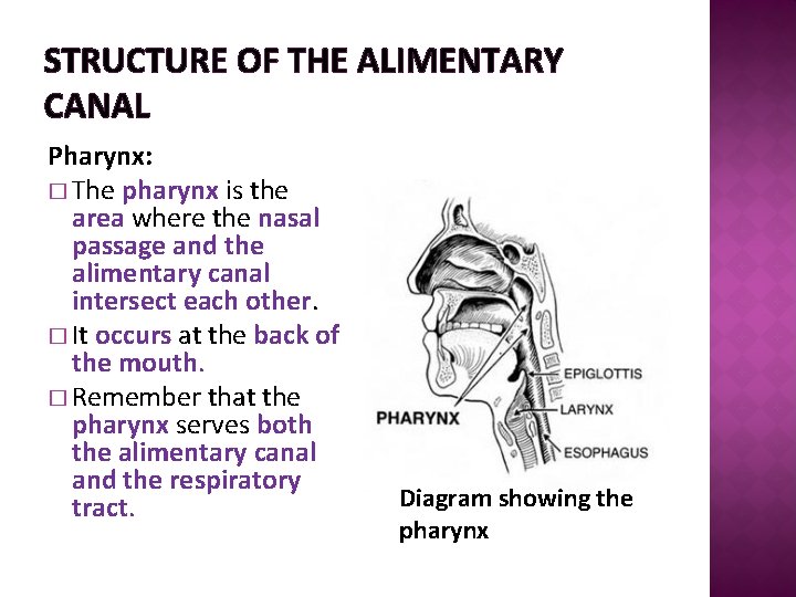 STRUCTURE OF THE ALIMENTARY CANAL Pharynx: � The pharynx is the area where the