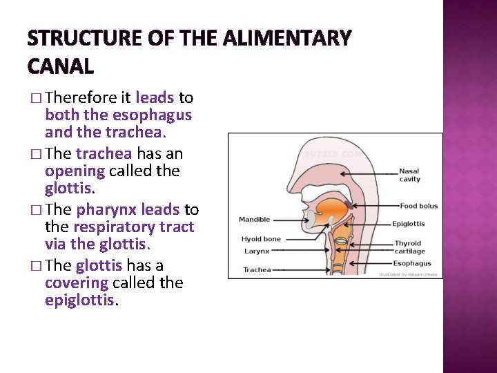 STRUCTURE OF THE ALIMENTARY CANAL � Therefore it leads to both the esophagus and