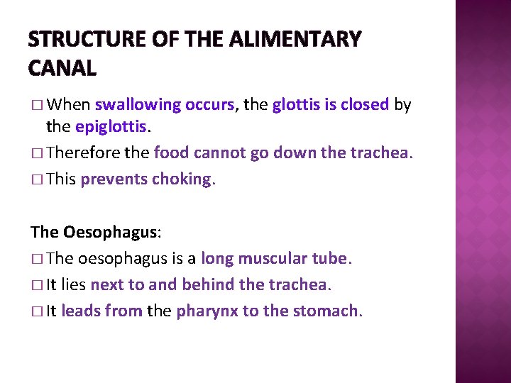 STRUCTURE OF THE ALIMENTARY CANAL � When swallowing occurs, the glottis is closed by