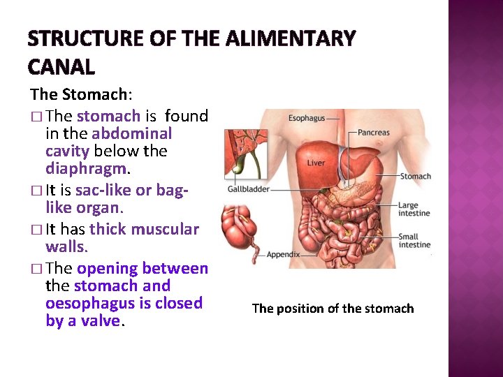 STRUCTURE OF THE ALIMENTARY CANAL The Stomach: � The stomach is found in the