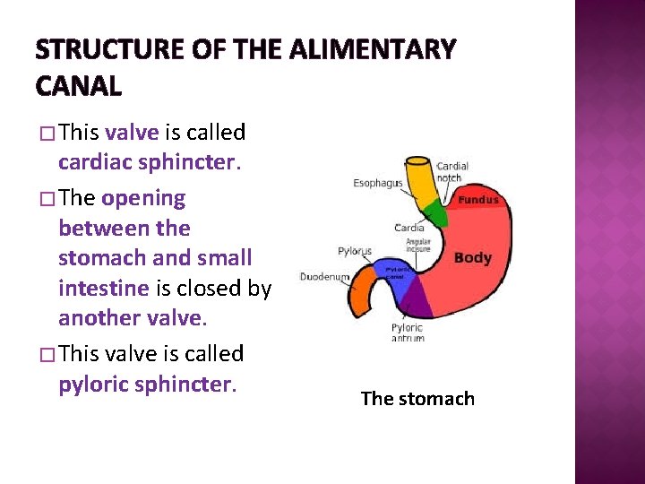 STRUCTURE OF THE ALIMENTARY CANAL � This valve is called cardiac sphincter. � The