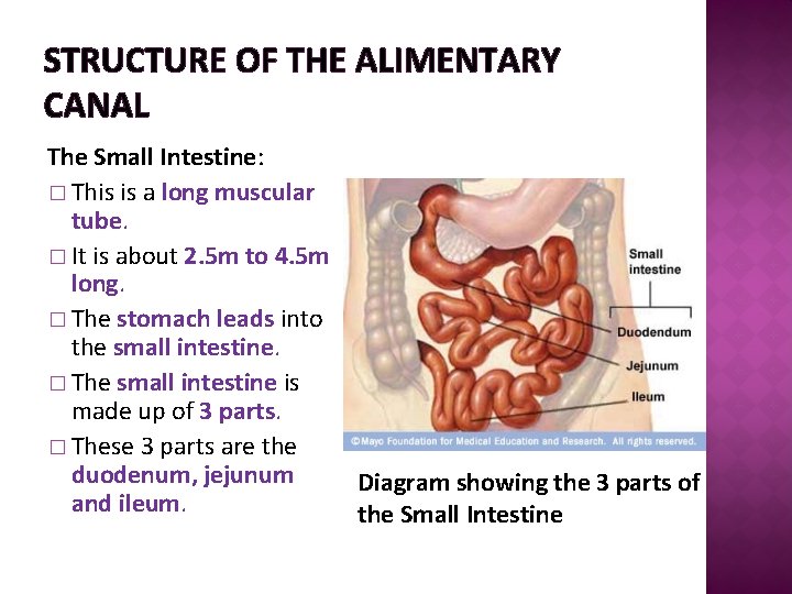 STRUCTURE OF THE ALIMENTARY CANAL The Small Intestine: � This is a long muscular