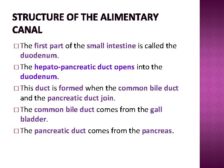 STRUCTURE OF THE ALIMENTARY CANAL � The first part of the small intestine is