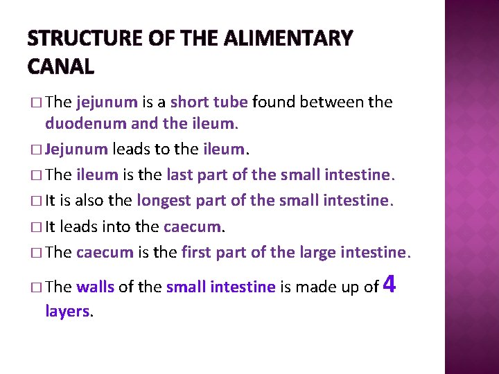 STRUCTURE OF THE ALIMENTARY CANAL � The jejunum is a short tube found between