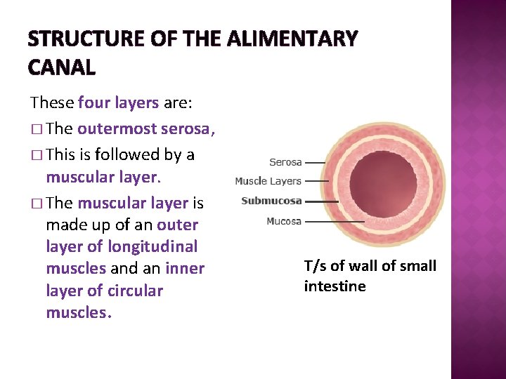 STRUCTURE OF THE ALIMENTARY CANAL These four layers are: � The outermost serosa, �