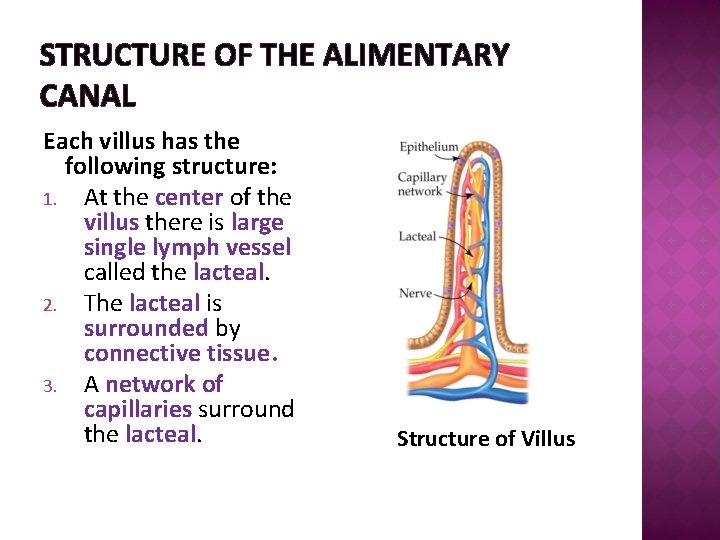 STRUCTURE OF THE ALIMENTARY CANAL Each villus has the following structure: 1. At the