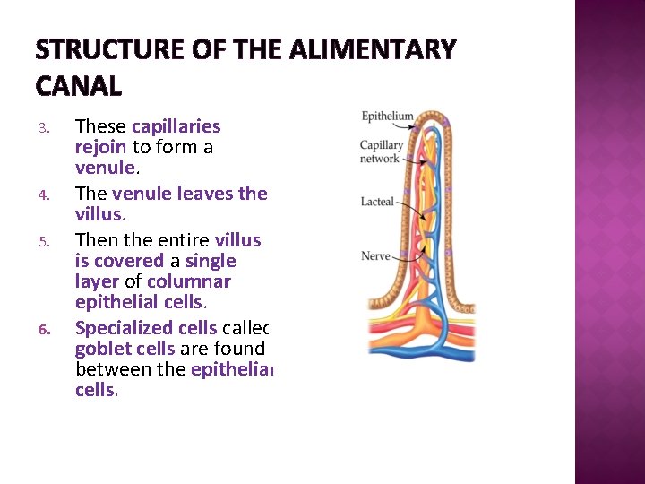 STRUCTURE OF THE ALIMENTARY CANAL 3. 4. 5. 6. These capillaries rejoin to form