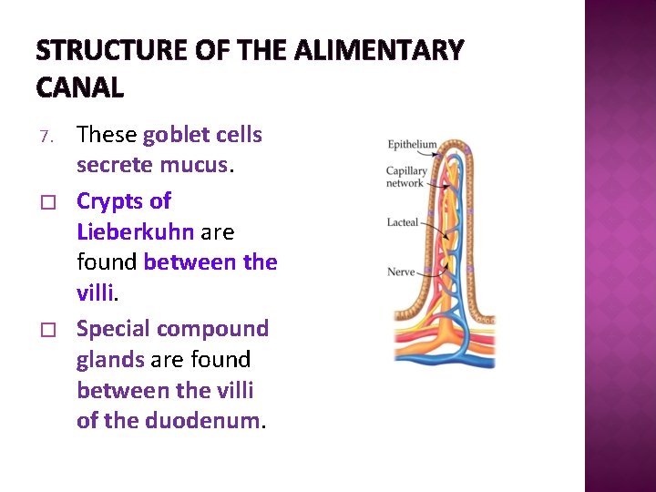 STRUCTURE OF THE ALIMENTARY CANAL 7. � � These goblet cells secrete mucus. Crypts