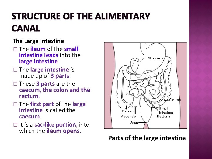 STRUCTURE OF THE ALIMENTARY CANAL The Large Intestine � The ileum of the small