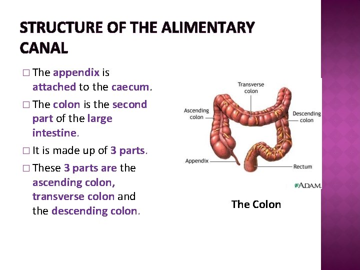 STRUCTURE OF THE ALIMENTARY CANAL � The appendix is attached to the caecum. �