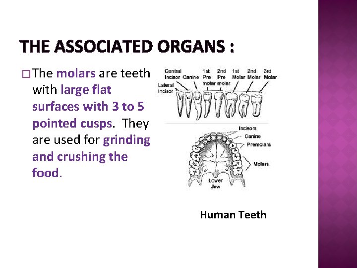 THE ASSOCIATED ORGANS : � The molars are teeth with large flat surfaces with