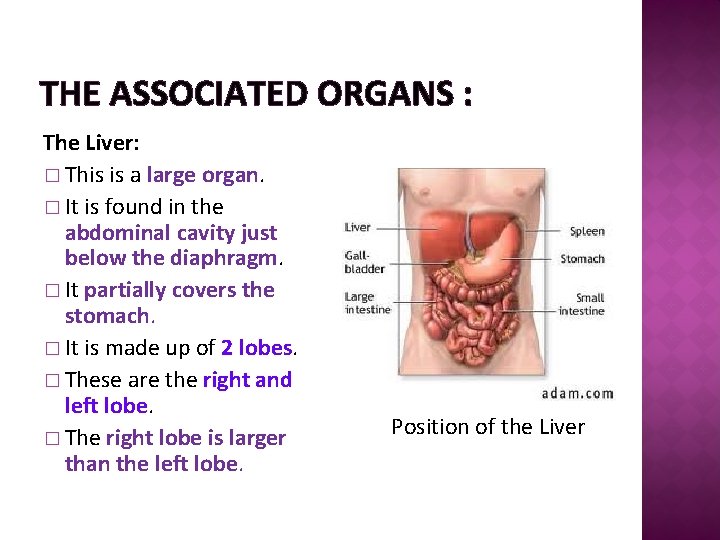 THE ASSOCIATED ORGANS : The Liver: � This is a large organ. � It