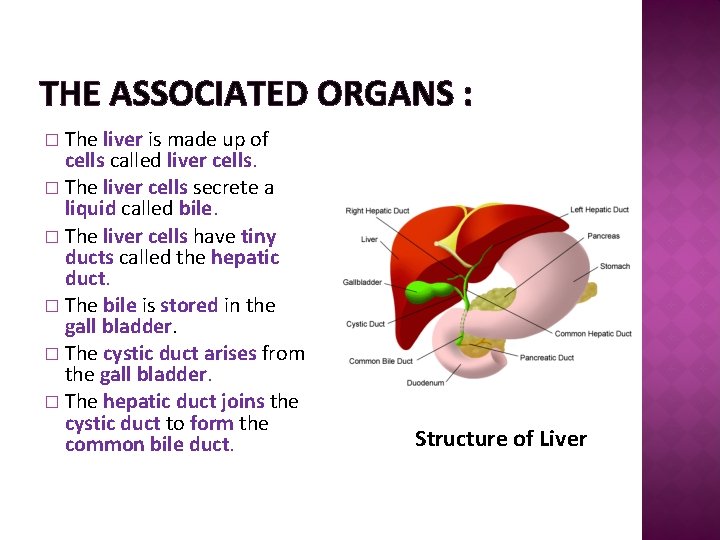 THE ASSOCIATED ORGANS : The liver is made up of cells called liver cells.