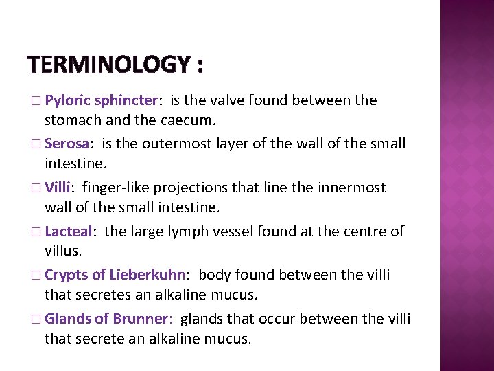 TERMINOLOGY : � Pyloric sphincter: is the valve found between the stomach and the