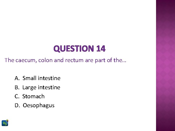 QUESTION 14 The caecum, colon and rectum are part of the… A. B. C.