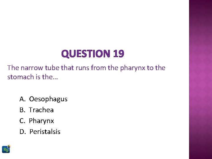 QUESTION 19 The narrow tube that runs from the pharynx to the stomach is