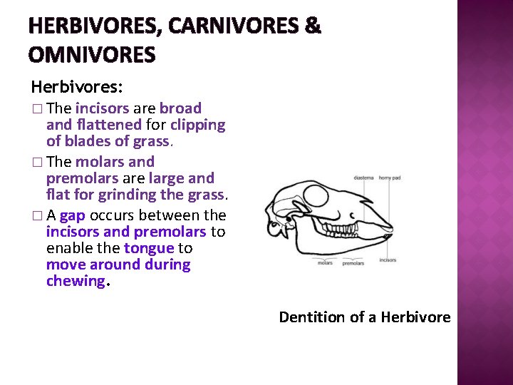 HERBIVORES, CARNIVORES & OMNIVORES Herbivores: � The incisors are broad and flattened for clipping