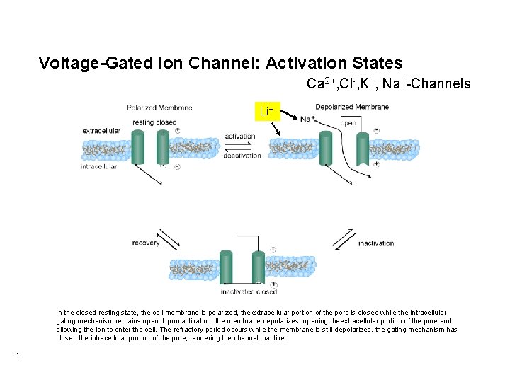 Voltage-Gated Ion Channel: Activation States Ca 2+, Cl-, K+, Na+-Channels Li+ In the closed Voltage-Gated Ion Channel: Activation States Ca 2+, Cl-, K+, Na+-Channels Li+ In the closed