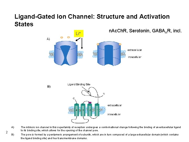 Ligand-Gated Ion Channel: Structure and Activation States Li+ 2 n. Ac. Ch. R, Serotonin, Ligand-Gated Ion Channel: Structure and Activation States Li+ 2 n. Ac. Ch. R, Serotonin,