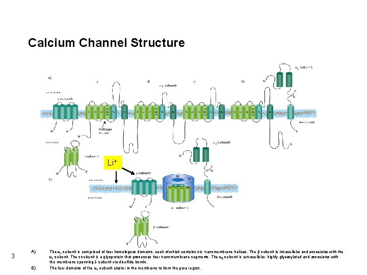 Calcium Channel Structure Li+ 3 A) The a 1 subunit is comprised of four Calcium Channel Structure Li+ 3 A) The a 1 subunit is comprised of four