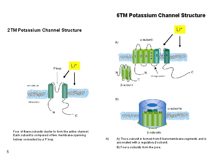 6 TM Potassium Channel Structure Li+ 2 TM Potassium Channel Structure Li+ Four of 6 TM Potassium Channel Structure Li+ 2 TM Potassium Channel Structure Li+ Four of