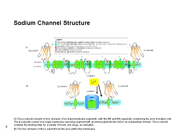 Sodium Channel Structure Li+ 6 A) The a subunit consists of four domains of Sodium Channel Structure Li+ 6 A) The a subunit consists of four domains of