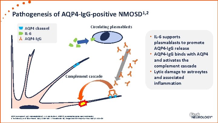 Pathogenesis of AQP 4 -Ig. G-positive NMOSD 1, 2 AQP 4 channel IL-6 AQP