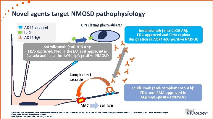 Novel agents target NMOSD pathophysiology AQP 4 channel IL-6 AQP 4 -Ig. G Circulating