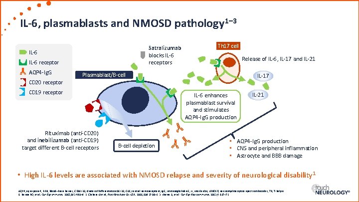 IL-6, plasmablasts and NMOSD pathology 1– 3 Satralizumab blocks IL-6 receptors IL-6 receptor AQP