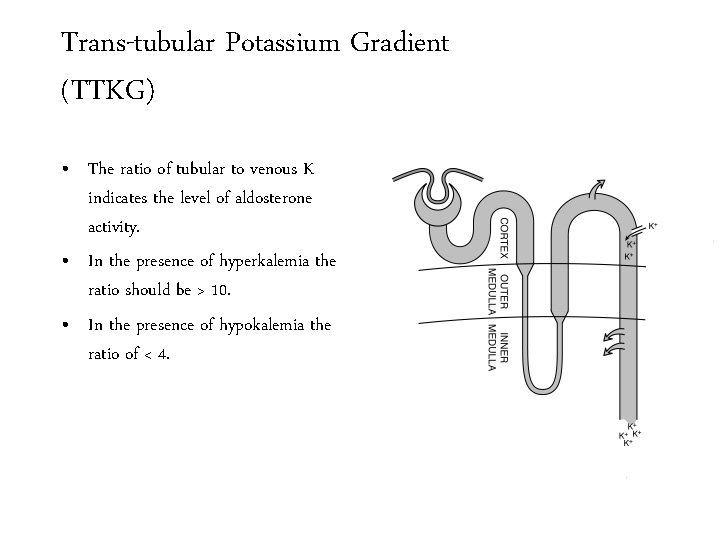 Trans-tubular Potassium Gradient (TTKG) • The ratio of tubular to venous K indicates the