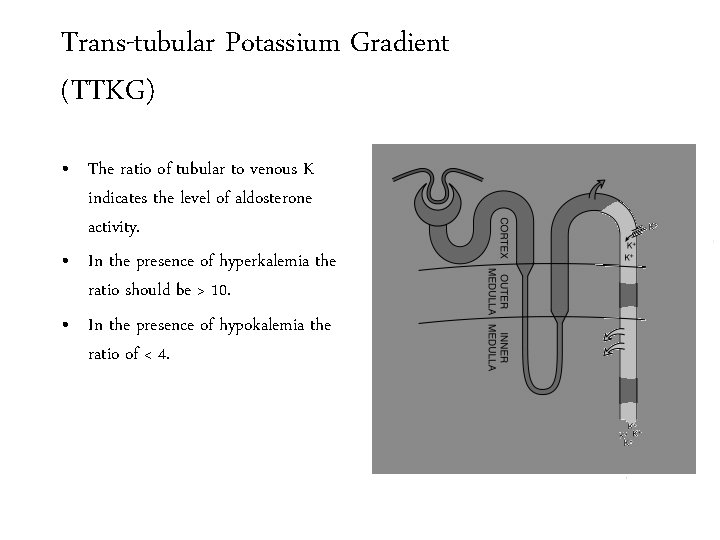 Trans-tubular Potassium Gradient (TTKG) • The ratio of tubular to venous K indicates the