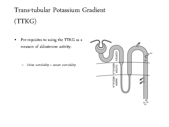 Trans-tubular Potassium Gradient (TTKG) • Pre-requisites to using the TTKG as a measure of