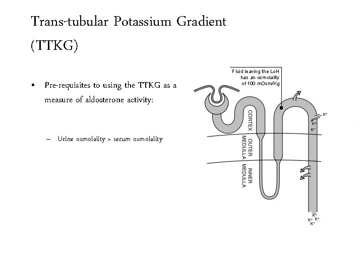 Trans-tubular Potassium Gradient (TTKG) • Pre-requisites to using the TTKG as a measure of