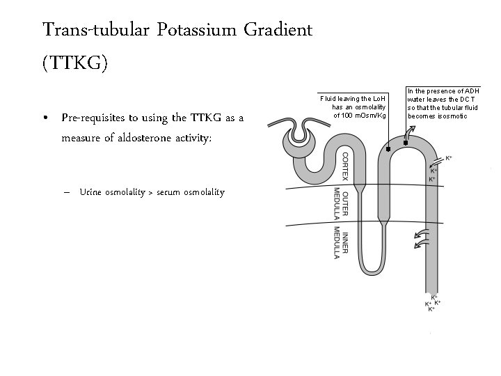 Trans-tubular Potassium Gradient (TTKG) • Pre-requisites to using the TTKG as a measure of