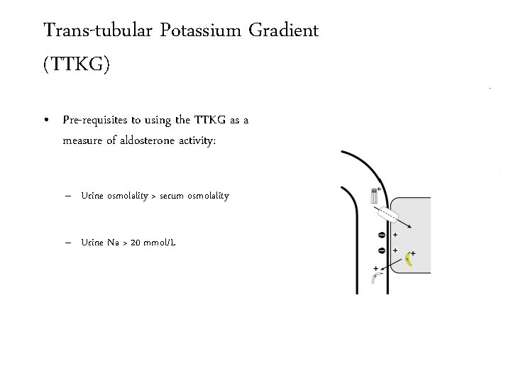 Trans-tubular Potassium Gradient (TTKG) • Pre-requisites to using the TTKG as a measure of