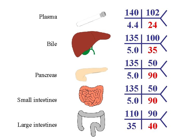 Plasma Bile Pancreas Small intestines Large intestines 140 4. 4 135 5. 0 110